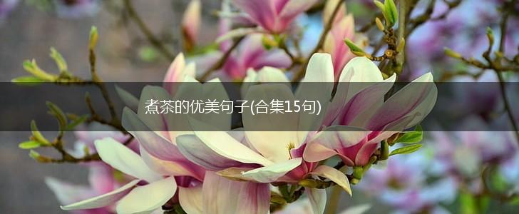 煮茶的优美句子(合集15句),第1张
