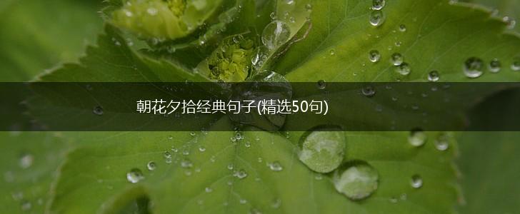 朝花夕拾经典句子(精选50句),第1张