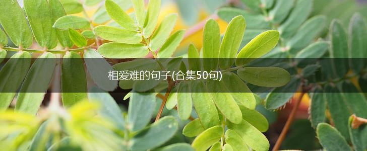 相爱难的句子(合集50句),第1张