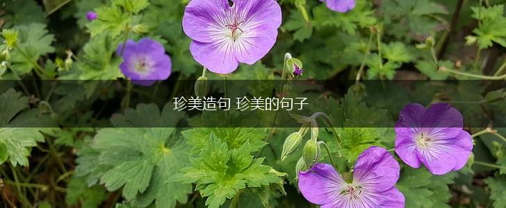 珍美造句 珍美的句子,第1张
