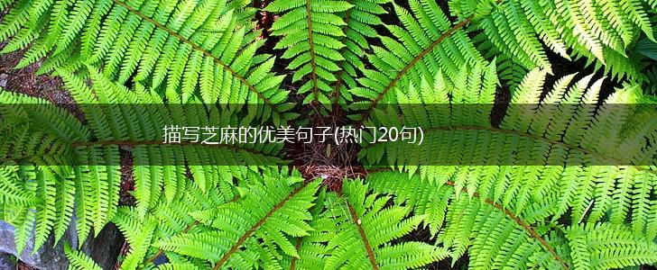 描写芝麻的优美句子(热门20句),第1张