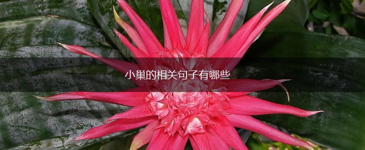 小巢的相关句子有哪些,第1张