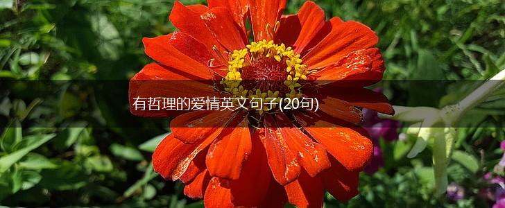 有哲理的爱情英文句子(20句),第1张
