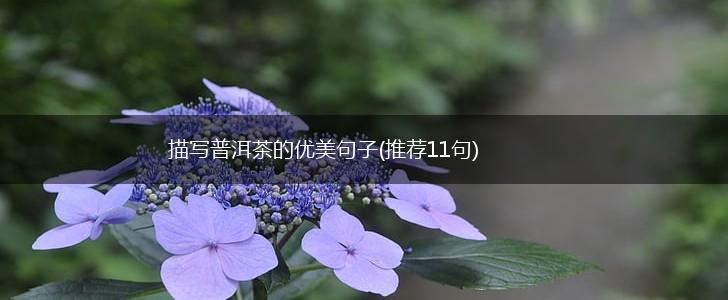 描写普洱茶的优美句子(推荐11句),第1张