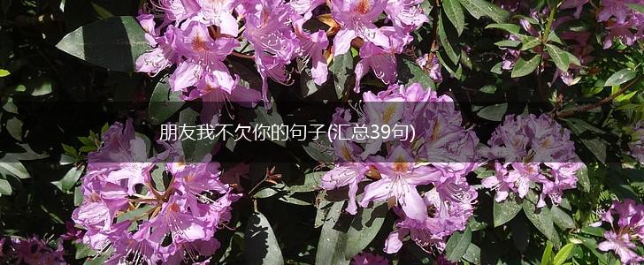 朋友我不欠你的句子(汇总39句),第1张