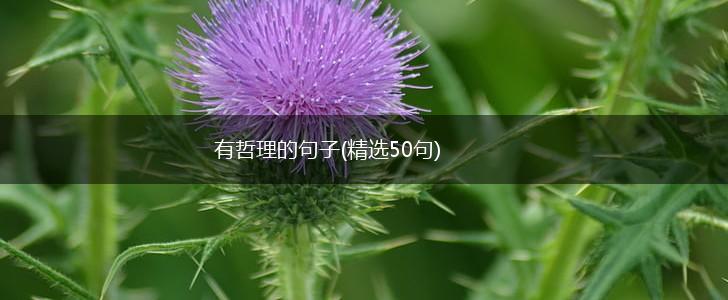 有哲理的句子(精选50句),第1张