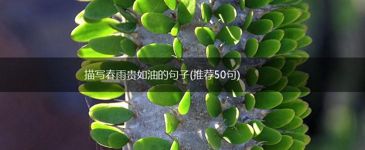 描写春雨贵如油的句子(推荐50句),第1张