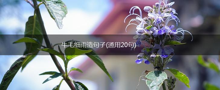 牛毛细雨造句子(通用20句),第1张