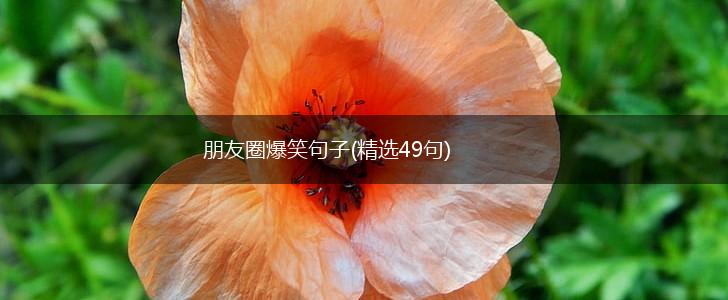 朋友圈爆笑句子(精选49句),第1张
