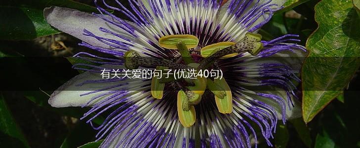 有关关爱的句子(优选40句),第1张