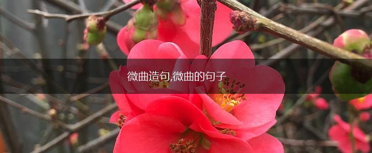 微曲造句,微曲的句子,第1张