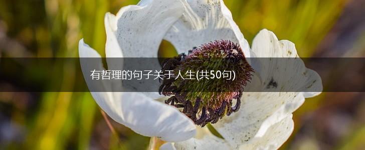 有哲理的句子关于人生(共50句),第1张