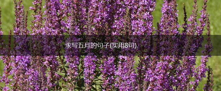 求写五月的句子(实用8句),第1张