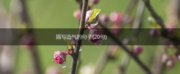 描写语气的句子(20句),第1张