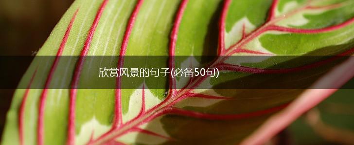 欣赏风景的句子(必备50句),第1张
