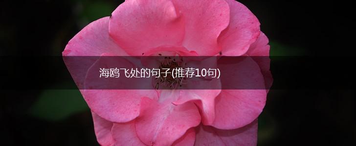 海鸥飞处的句子(推荐10句),第1张