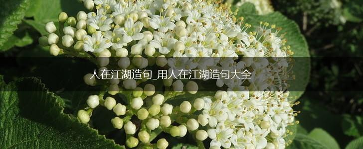 人在江湖造句_用人在江湖造句大全,第1张