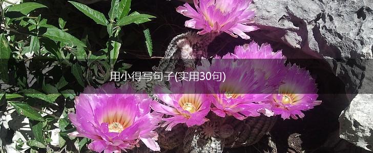 用小得写句子(实用30句),第1张