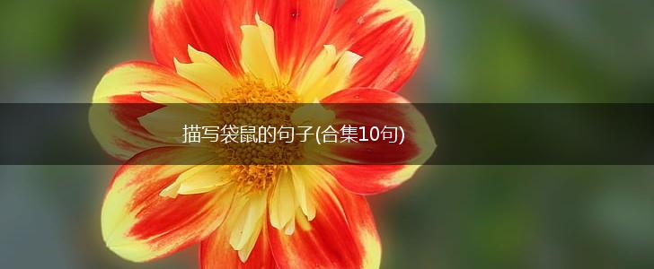 描写袋鼠的句子(合集10句),第1张