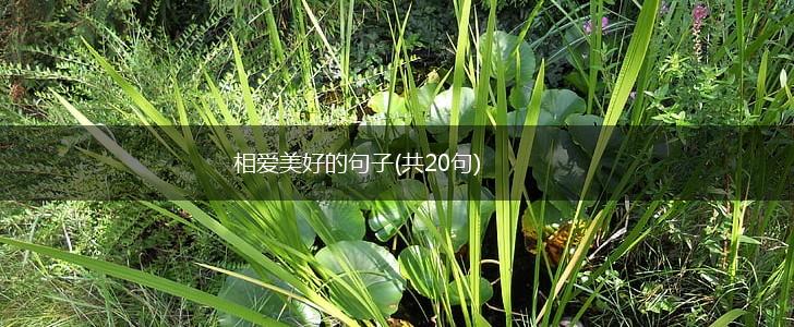 相爱美好的句子(共20句),第1张