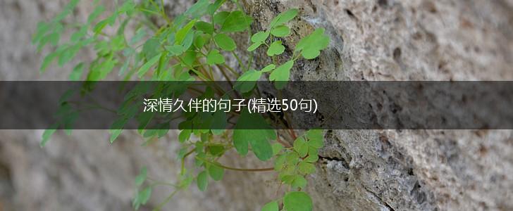 深情久伴的句子(精选50句),第1张