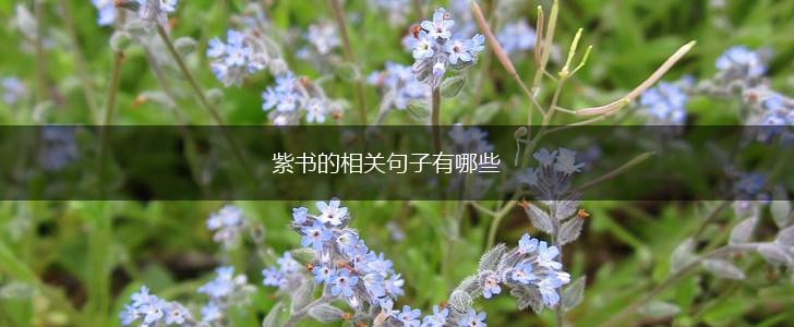 紫书的相关句子有哪些,第1张