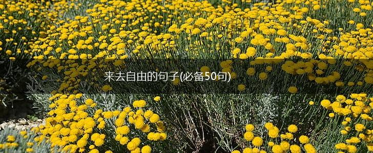 来去自由的句子(必备50句),第1张