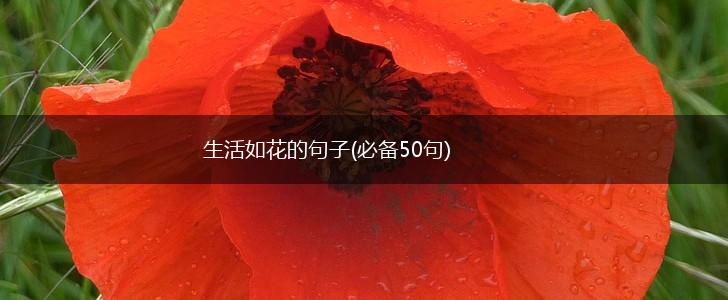 生活如花的句子(必备50句),第1张
