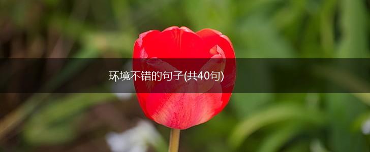 环境不错的句子(共40句),第1张