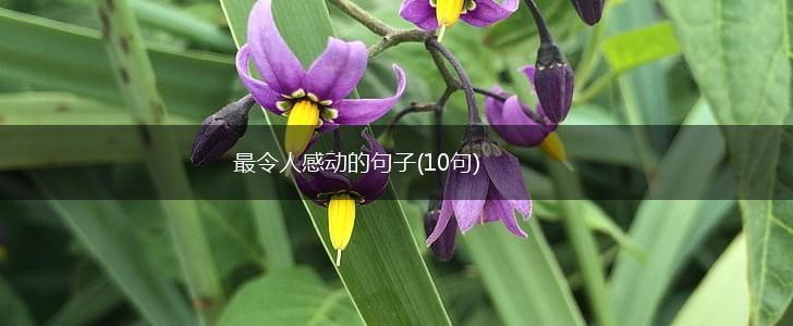 最令人感动的句子(10句),第1张