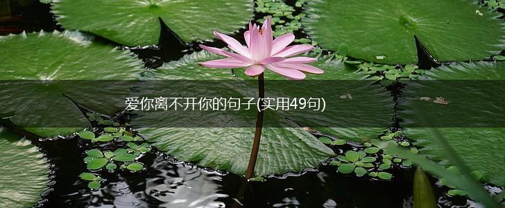爱你离不开你的句子(实用49句),第1张