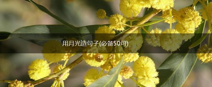 用月光造句子(必备50句),第1张