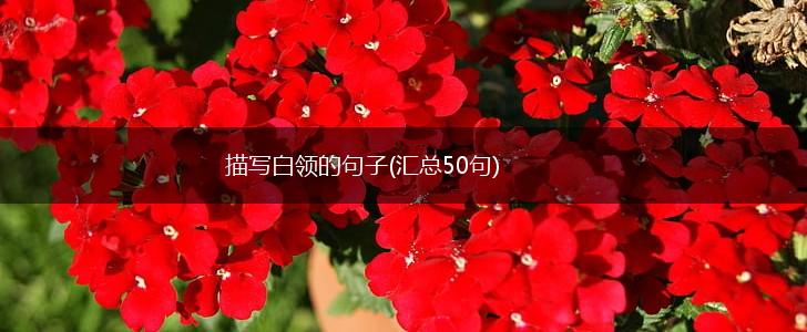 描写白领的句子(汇总50句),第1张