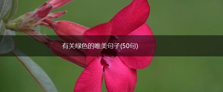 有关绿色的唯美句子(50句),第1张