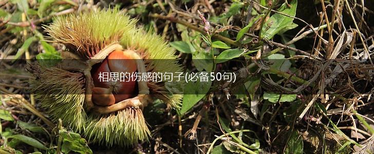 相思的伤感的句子(必备50句),第1张