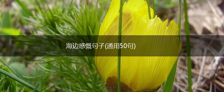海边感慨句子(通用50句),第1张