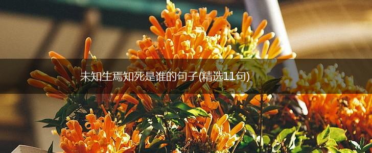 未知生焉知死是谁的句子(精选11句),第1张