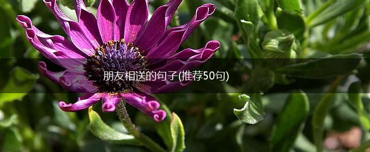 朋友相送的句子(推荐50句),第1张