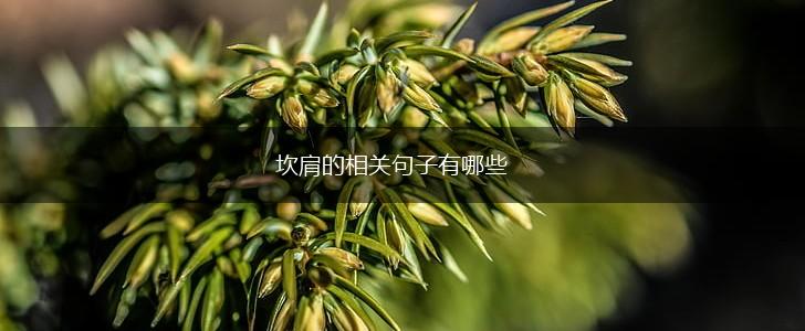 坎肩的相关句子有哪些,第1张