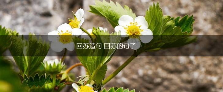 回苏造句 回苏的句子,第1张