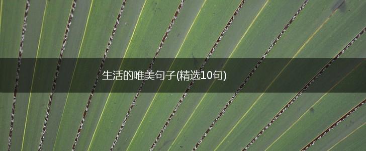 生活的唯美句子(精选10句),第1张