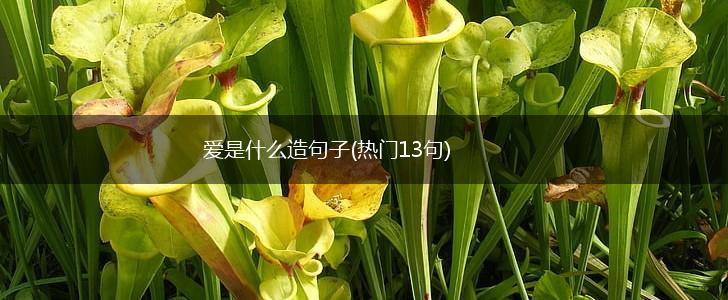 爱是什么造句子(热门13句),第1张