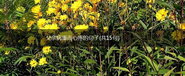父亲病重而心疼的句子(共15句),第1张