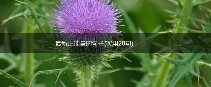 最新正能量的句子(实用20句),第1张