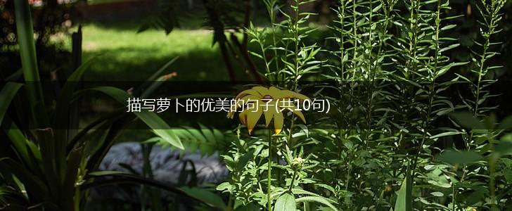 描写萝卜的优美的句子(共10句),第1张