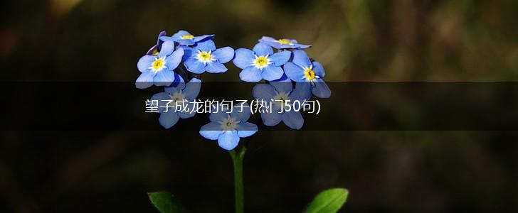 望子成龙的句子(热门50句),第1张