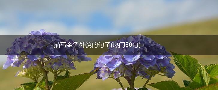 描写金鱼外貌的句子(热门50句),第1张