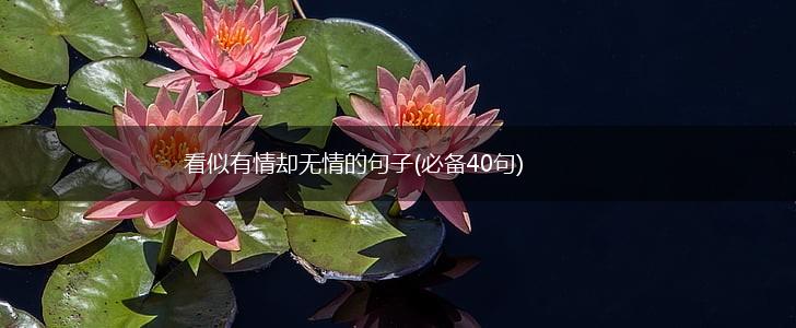 看似有情却无情的句子(必备40句),第1张