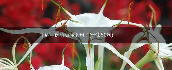 生活中伤心委屈的句子(合集50句),第1张