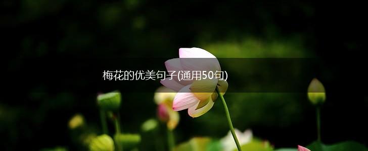 梅花的优美句子(通用50句),第1张